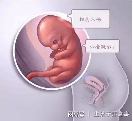 卵巢评估